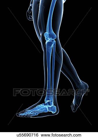 Stock Illustration - Human leg bones, illustration. Fotosearch