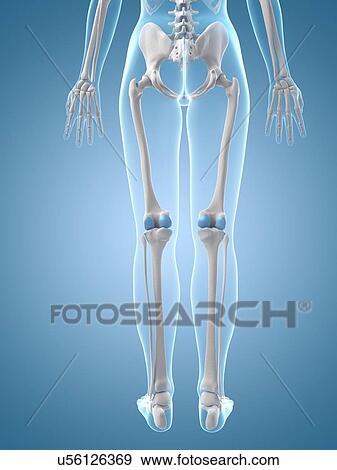 Stock Illustration - Human leg bones, illustration. Fotosearch