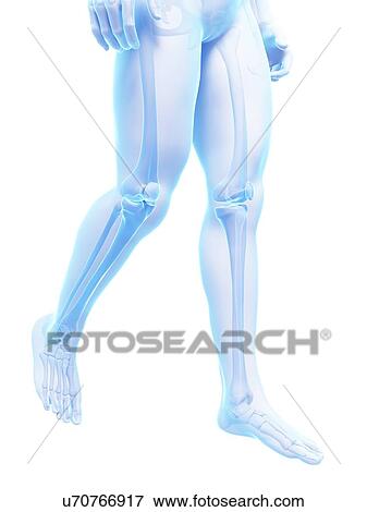 Human leg bones, illustration View Large Illustration Stock Illustration - Human leg bones, illustration. Fotosearch