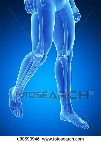 Stock Illustration - Human leg bones, illustration. Fotosearch