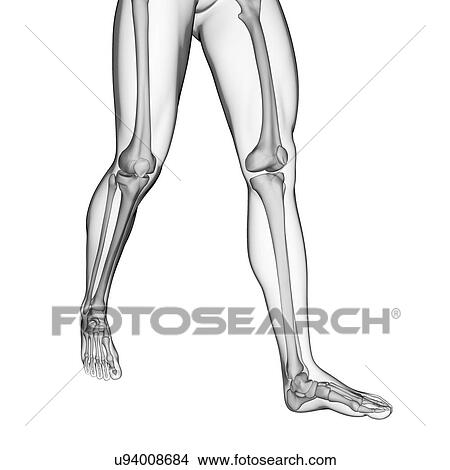 Human leg bones, illustration View Large Illustration Stock Illustration - Human leg bones, illustration. Fotosearch