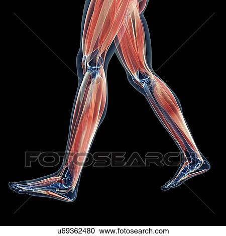 Human leg muscles, illustration View Large Illustration Clipart - Human leg muscles, illustration. Fotosearch