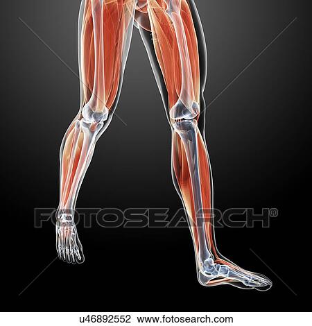 Human leg muscles, illustration View Large Illustration Drawing - Human leg muscles, illustration. Fotosearch