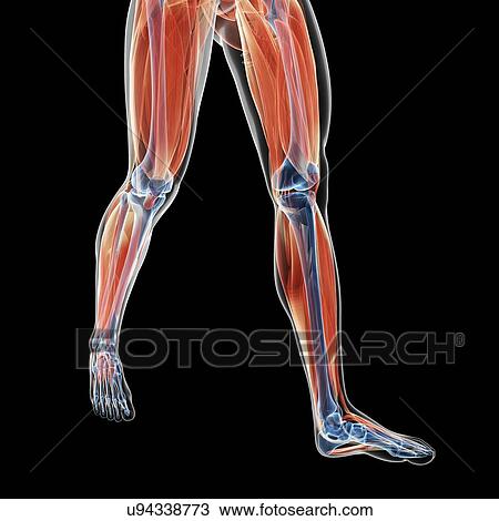 Human leg muscles, illustration View Large Illustration Drawing - Human leg muscles, illustration. Fotosearch