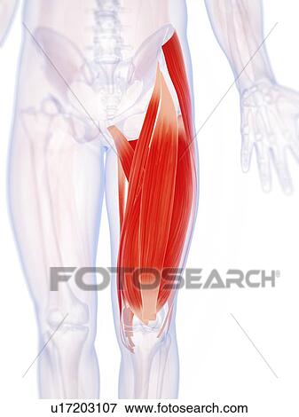 Stock Illustration - Human leg muscles, illustration. Fotosearch