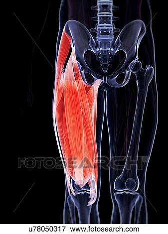 Human leg muscles, illustration View Large Illustration Stock Illustration - Human leg muscles, illustration. Fotosearch