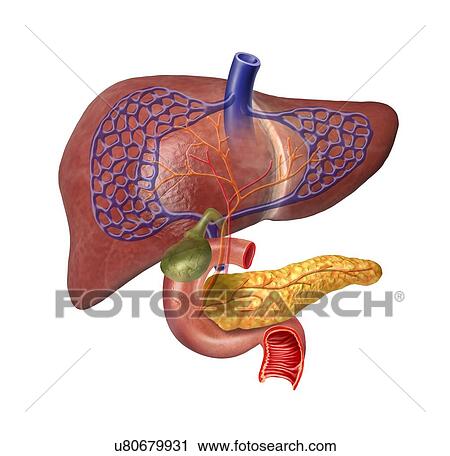 Clip Art - Human liver, artwork. Fotosearch