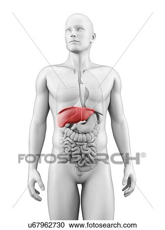 Clipart - Human liver, illustration. Fotosearch