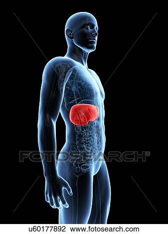 Drawing - Human liver, illustration. Fotosearch
