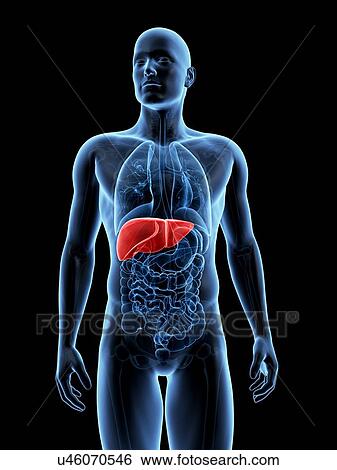 Human liver, illustration View Large Illustration Stock Illustration - Human liver, illustration. Fotosearch
