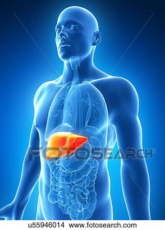 Human liver, illustration View Large Illustration Stock Illustration - Human liver, illustration. Fotosearch