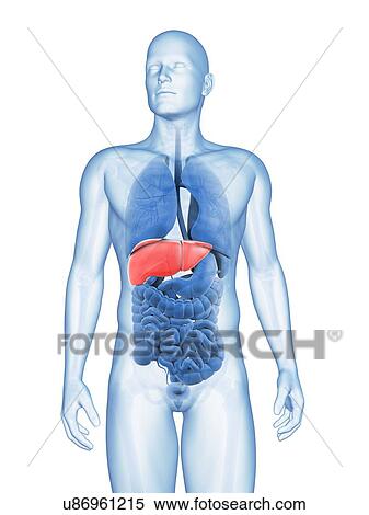 Stock Illustration - Human liver, illustration. Fotosearch