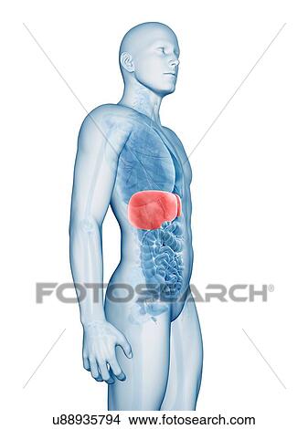 Human liver, illustration View Large Illustration Stock Illustration - Human liver, illustration. Fotosearch