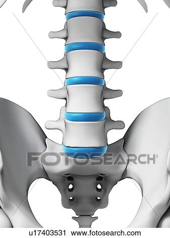 Clip Art - Human lumbar spine, illustration. Fotosearch