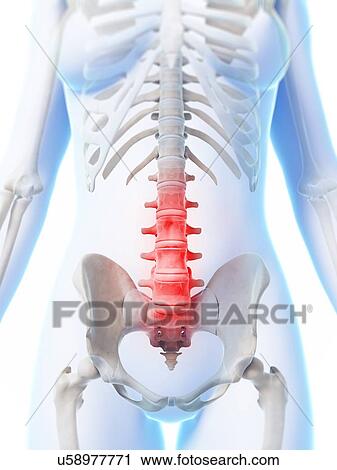 Clip Art - Human lumbar spine, illustration. Fotosearch