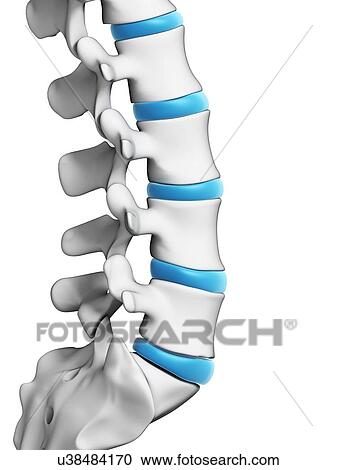 Clipart - Human lumbar spine, illustration. Fotosearch
