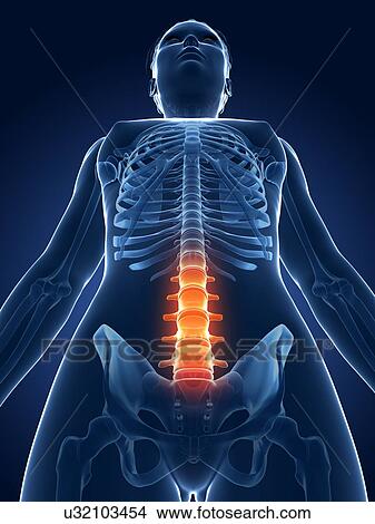 Stock Illustration - Human lumbar spine, illustration. Fotosearch