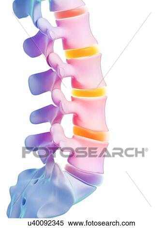 Stock Illustration - Human lumbar spine, illustration. Fotosearch
