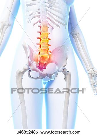 Stock Illustration - Human lumbar spine, illustration. Fotosearch