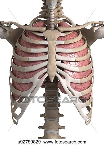 Stock Illustration - Human lungs with ribcage, illustration. Fotosearch