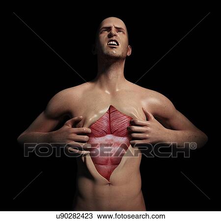 Human muscular system, artwork View Large Illustration Drawing - Human muscular system, artwork. Fotosearch
