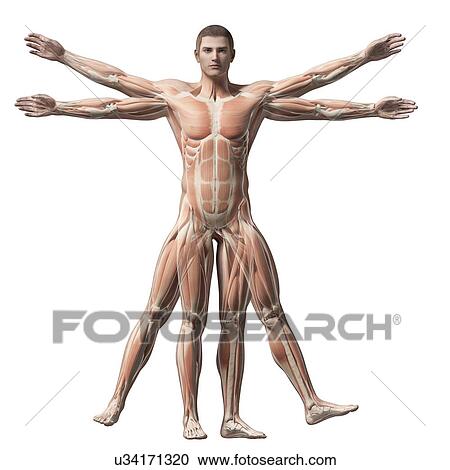 Clipart - Human muscular system, illustration. Fotosearch