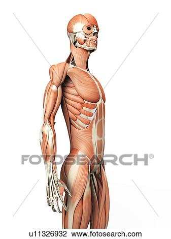 Drawing - Human muscular system, illustration. Fotosearch