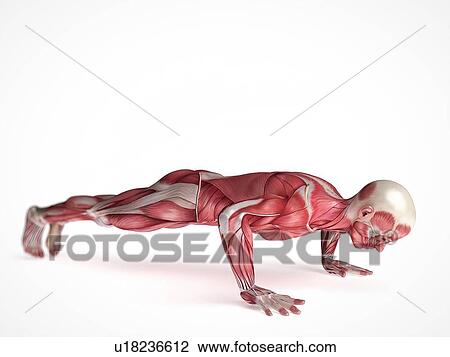 Human muscular system, illustration View Large Illustration Drawing - Human muscular system, illustration. Fotosearch