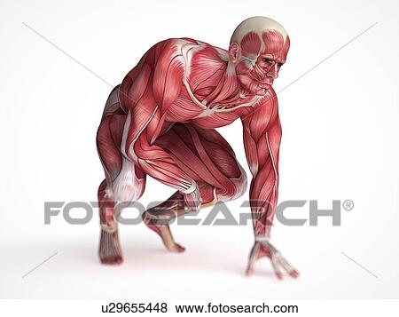 Human muscular system, illustration View Large Illustration Stock Illustration - Human muscular system, illustration. Fotosearch