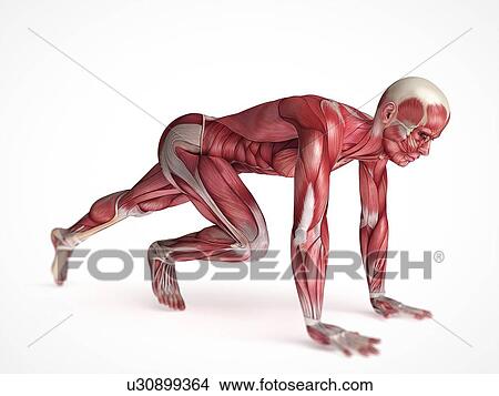 Human muscular system, illustration View Large Illustration Stock Illustration - Human muscular system, illustration. Fotosearch