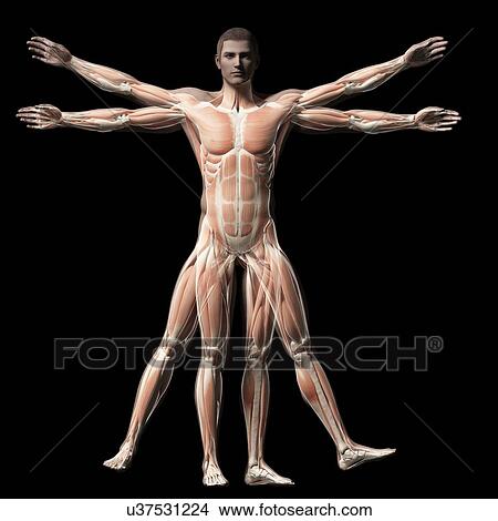 Human muscular system, illustration View Large Illustration Stock Illustration - Human muscular system, illustration. Fotosearch