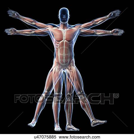 Human muscular system, illustration View Large Illustration Stock Illustration - Human muscular system, illustration. Fotosearch