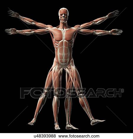 Stock Illustration - Human muscular system, illustration. Fotosearch