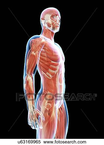 Human muscular system, illustration View Large Illustration Stock Illustration - Human muscular system, illustration. Fotosearch