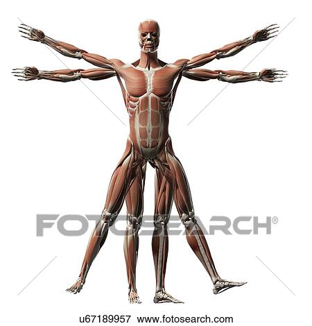 Stock Illustration - Human muscular system, illustration. Fotosearch