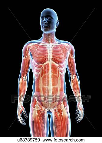 Human muscular system, illustration View Large Illustration Stock Illustration - Human muscular system, illustration. Fotosearch