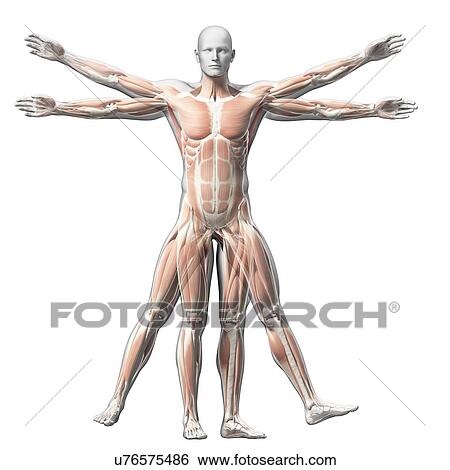 Human muscular system, illustration View Large Illustration Stock Illustration - Human muscular system, illustration. Fotosearch