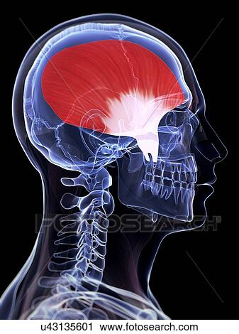 Human muscular system of the skull View Large Illustration Clip Art - Human muscular system of the skull. Fotosearch