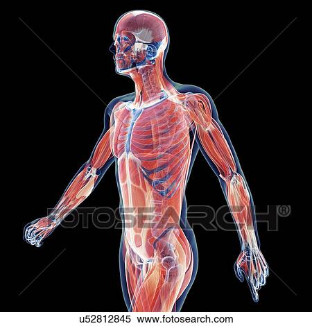 Human musculature, illustration View Large Illustration Stock Illustration - Human musculature, illustration. Fotosearch
