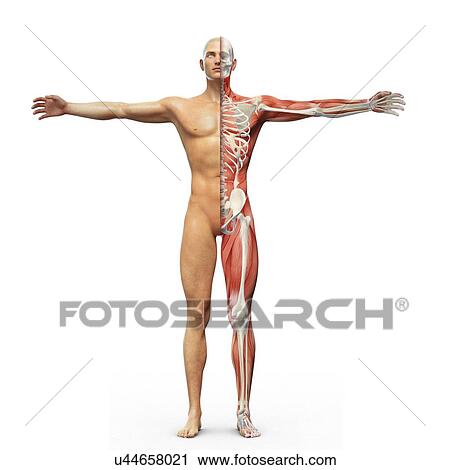 Human musculoskeletal system, artwork View Large Illustration Clip Art - Human musculoskeletal system, artwork. Fotosearch