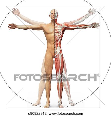 Human musculoskeletal system, artwork View Large Illustration Drawing - Human musculoskeletal system, artwork. Fotosearch