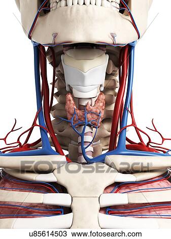 Drawing - Human neck anatomy, illustration. Fotosearch