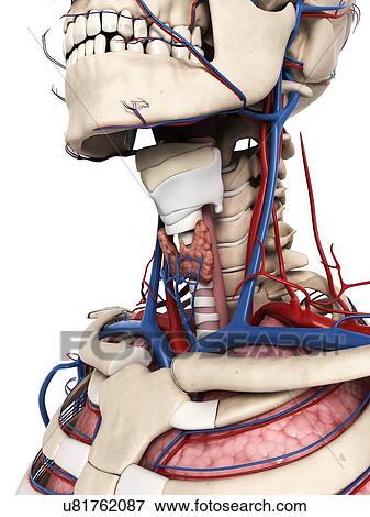 Stock Illustration - Human neck anatomy, illustration. Fotosearch