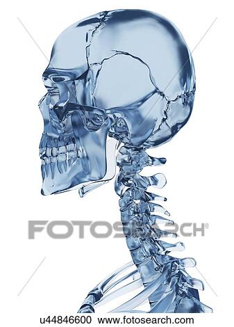 Human neck bones, illustration View Large Illustration Clipart - Human neck bones, illustration. Fotosearch