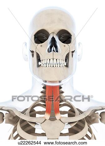 Stock Illustration - Human neck muscles, illustration. Fotosearch