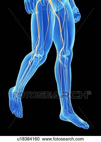 Clipart - Human nervous system, illustration. Fotosearch