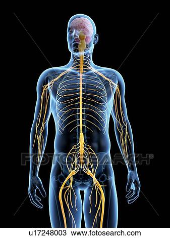 Drawing - Human nervous system, illustration. Fotosearch