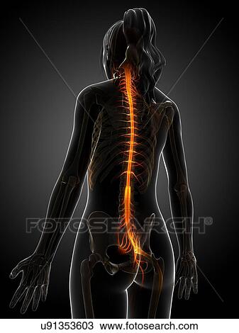 Human nervous system, illustration View Large Illustration Drawing - Human nervous system, illustration. Fotosearch