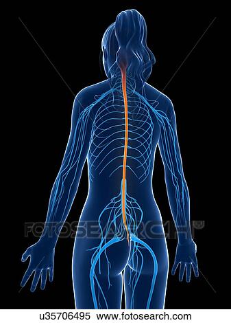 Stock Illustration - Human nervous system, illustration. Fotosearch
