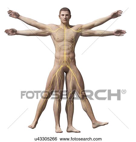 Human nervous system, illustration View Large Illustration Stock Illustration - Human nervous system, illustration. Fotosearch